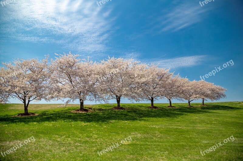 Cherry Blossoms Background Spring Flower Blossom