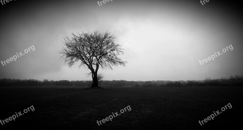 Tree Landscape Nature Fog Darkness