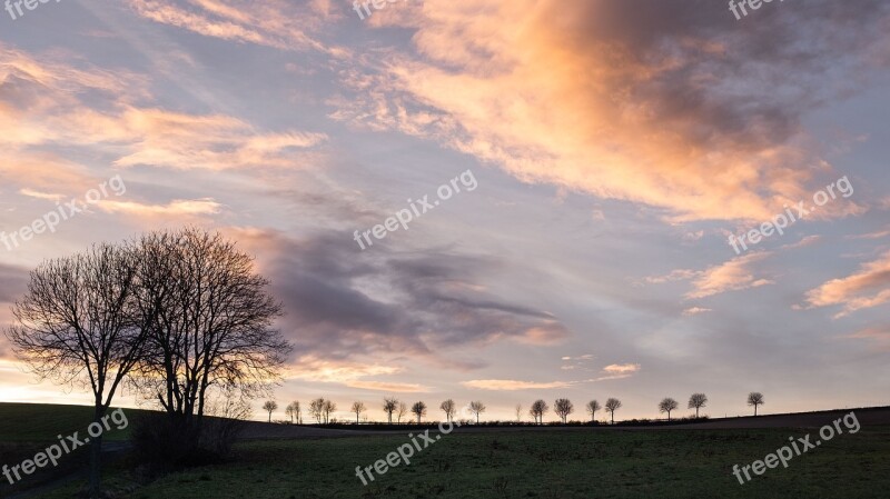 Trees Silhouettes Silhouette Nature Tree