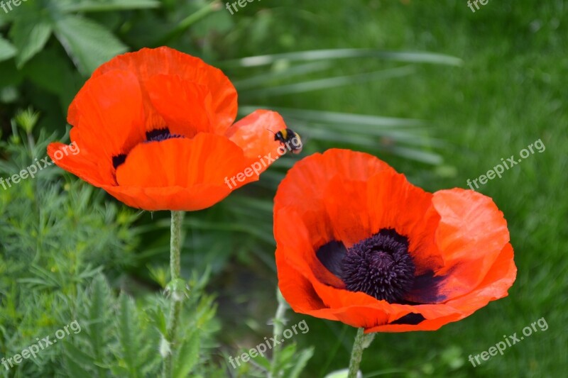 Poppies Nature Poppy Flower Klatschmohn