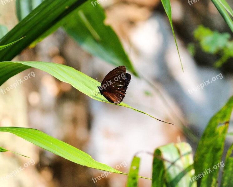 Butterfly Nature Green Leaf Green Leaves