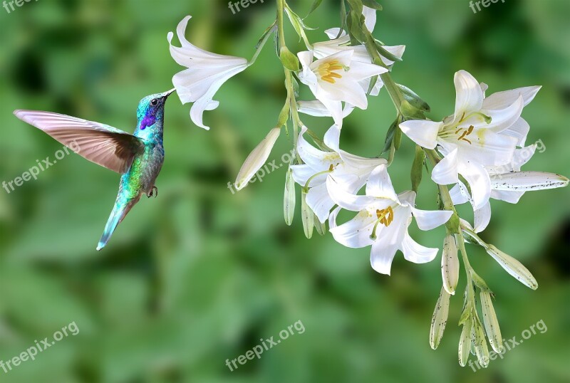 Hummingbird Bird Spring Flower White