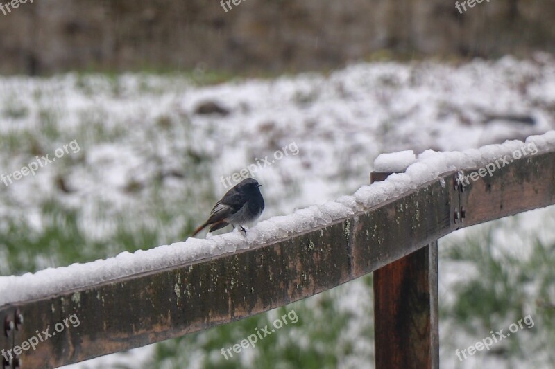 Bird Wood Nature Ice Snow