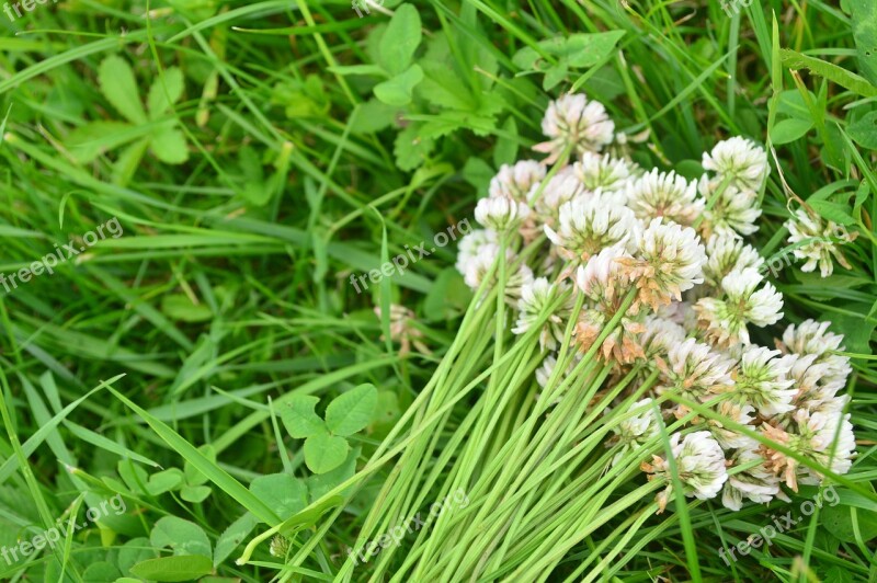 Shamrock Flower Plant Green Nature