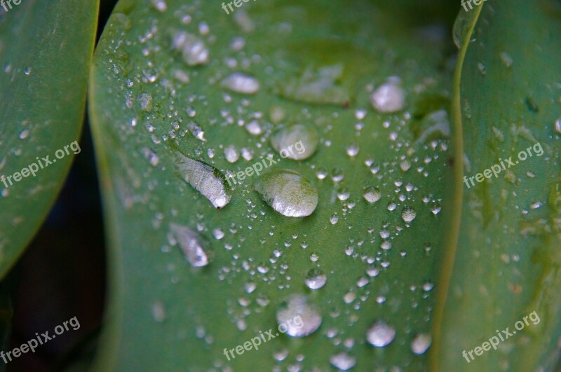 Drop Of Water Water Leaves Nature Rain