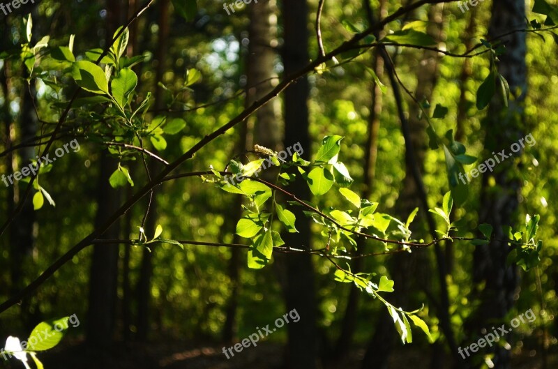 Forest Green Summer Nature Tree