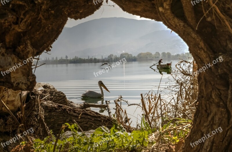 Lake Tree Pelican Birds Fishers