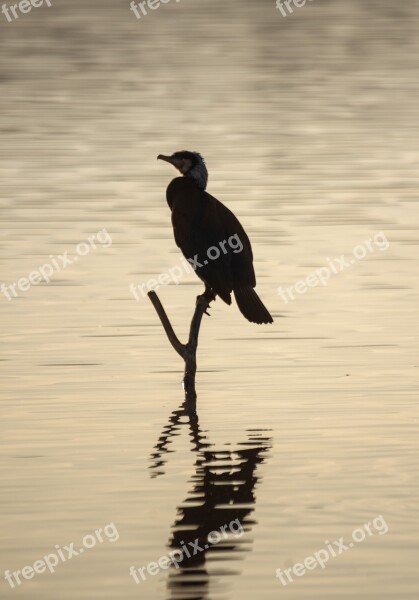 Cormoran Lake Bird Lonely Nature