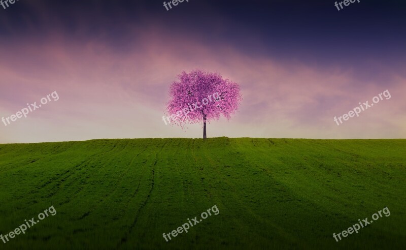 Tree Spring Green Pink Nature