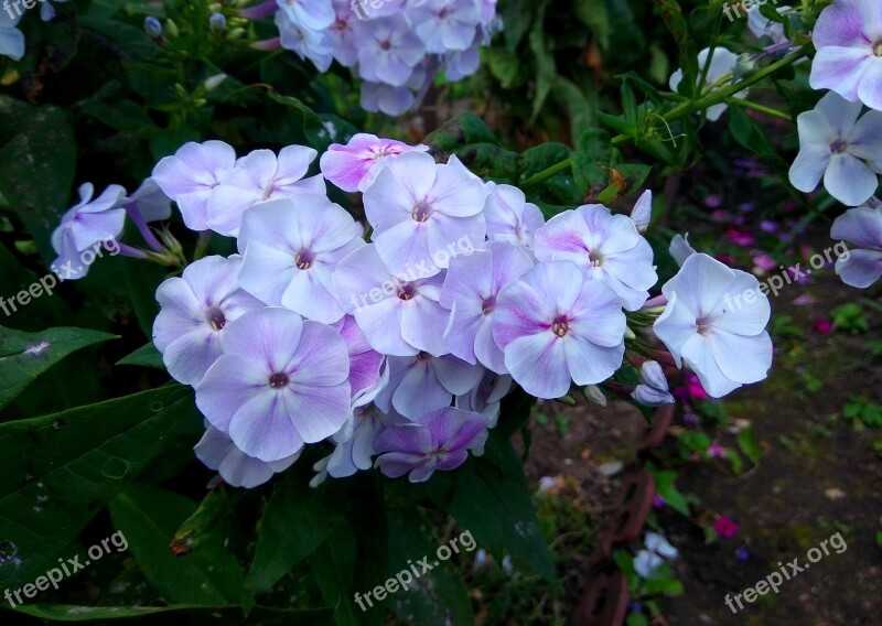 Flowers Plants Flora Phlox Garden