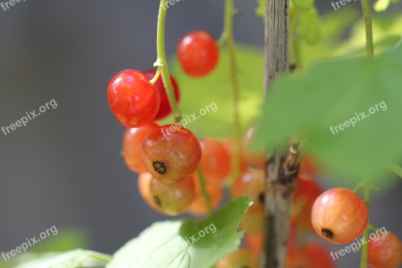 Berries Currants Fruits Food Soft Fruit