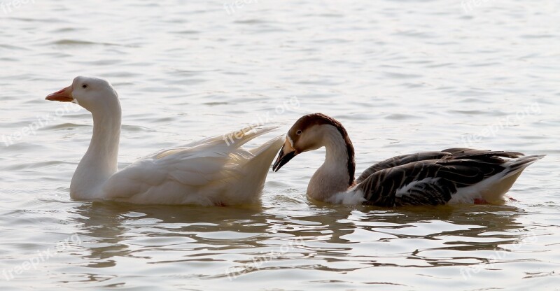 Couple Swan Bird Lake Pair