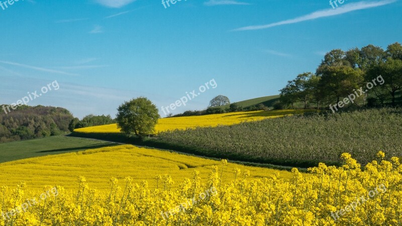 Oilseed Rape Field Landscape Yellow Nature