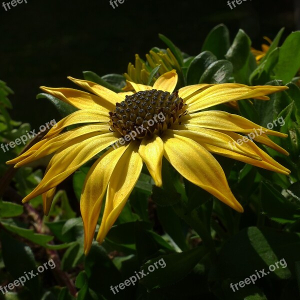 Sun Balcony Plant Summer Blossom Bloom