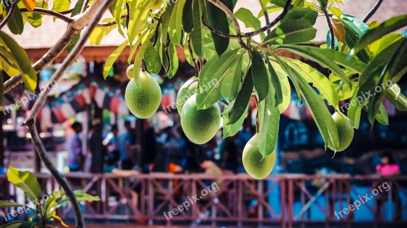 Tree Fruits Results The Leaves Scenery