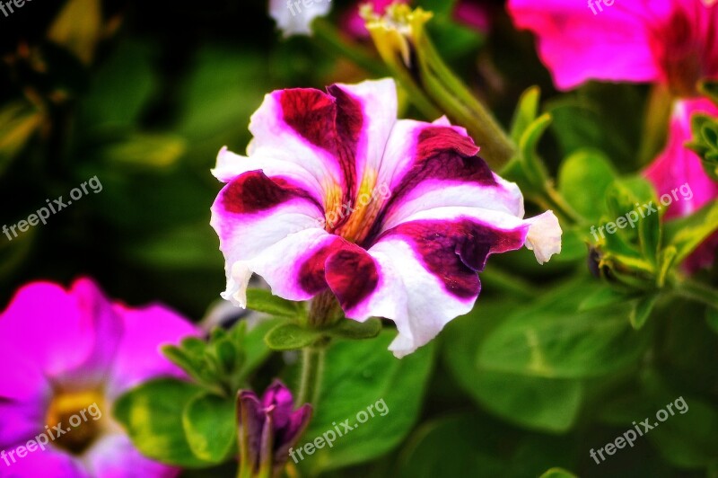 Petunia Flowers Nyc Bangladesh Red