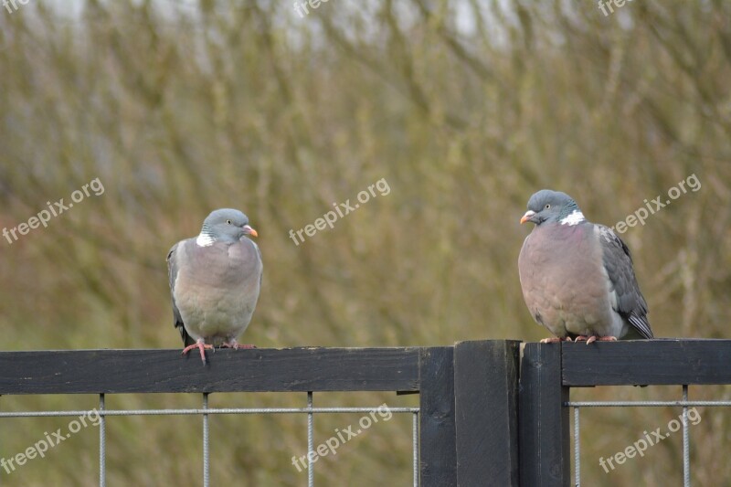 Pigeons Birds Natural Feather Bird