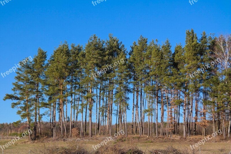 Trees Pine Forest Nature Landscape