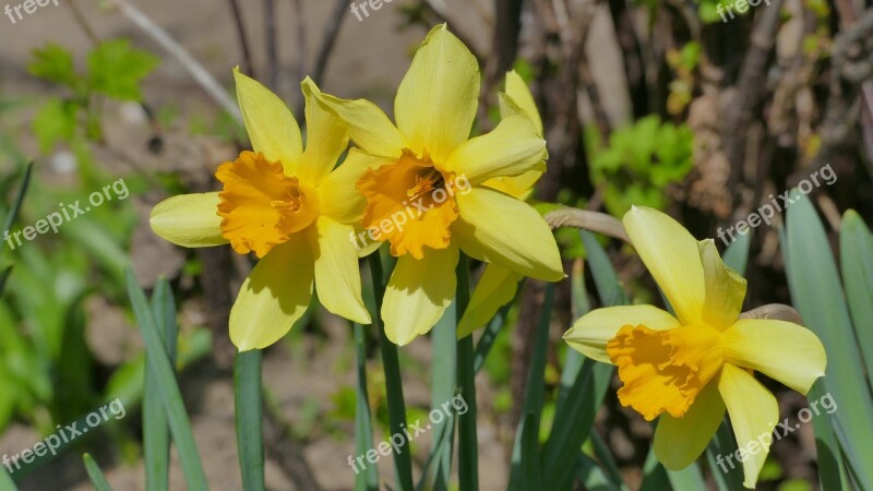 Daffodils Flowers Spring Yellow Plant