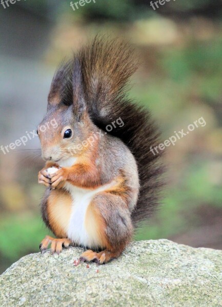 The Squirrel Rodent Sitting Animal Mammal