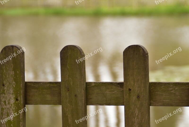 Close Lake Water Pond Flowering