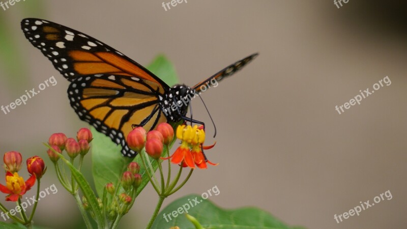 Butterfly Nature Animals Flower Butterflies