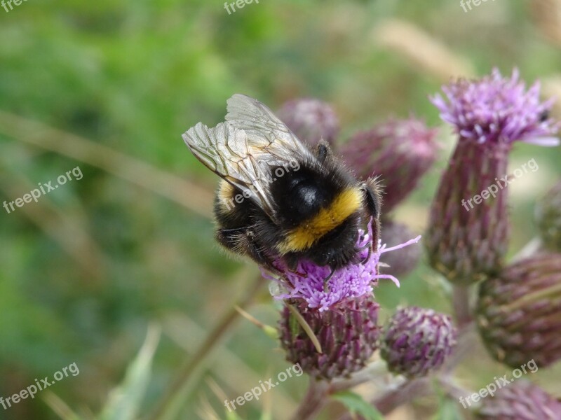 Bumblebee Insect Nature Yellow Black