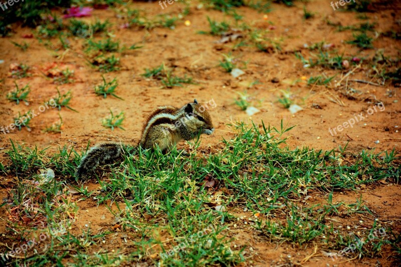 Squirrel Animal Cute Furry Fur