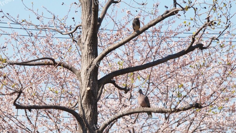 Dove Pigeons Pigeon The Turtle Turtledove