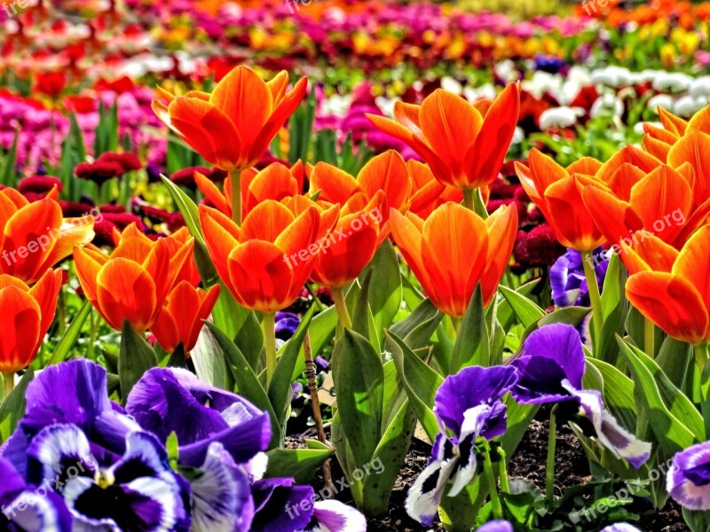 Flower Bed Nature Landscape Spring Flowers