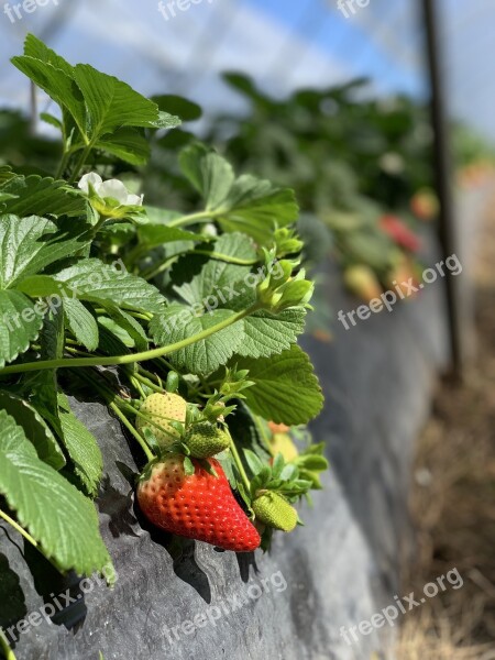 Food Strawberry Fruit Healthy Strawberries