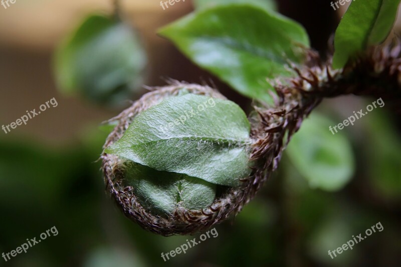 Fern Sickle Fern Green Garden Sprout