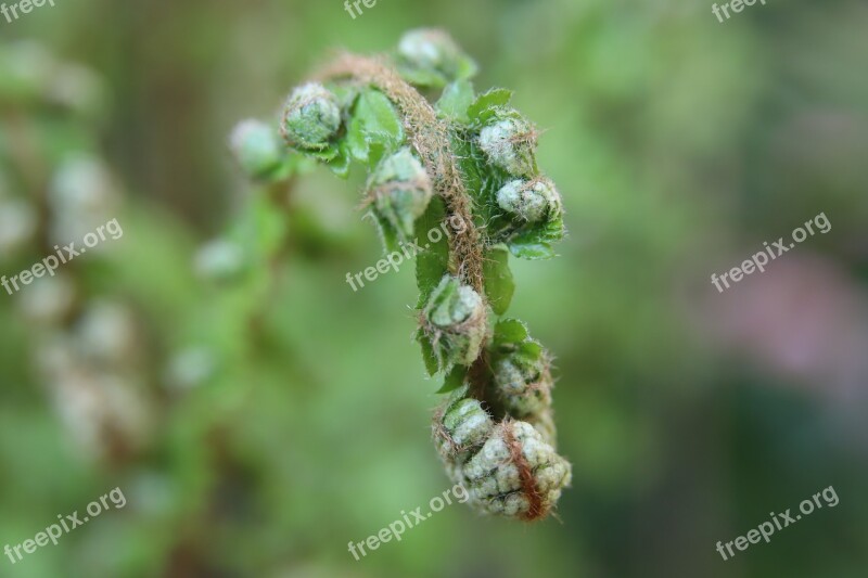 Fern Green Garden Sprout Spring