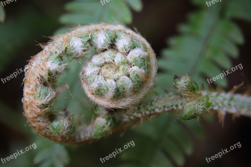 Fern Green Garden Sprout Spring