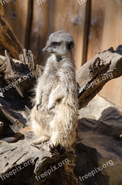 Meerkat Zoo Animal Nature Mammal