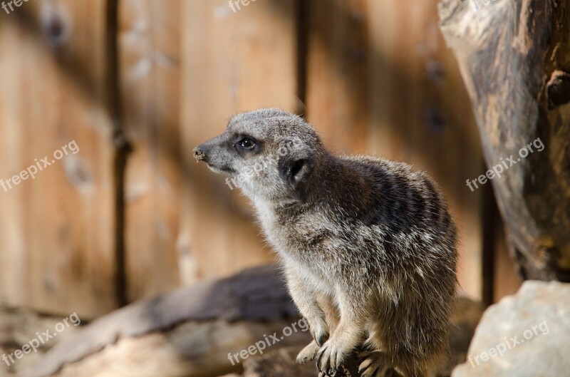 Meerkat Zoo Animal Nature Mammal