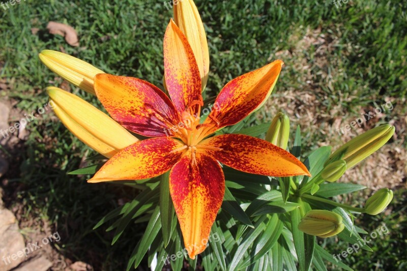 Lily Orange Spotted Flower Floral