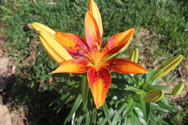 Lily Orange Spotted Flower Floral