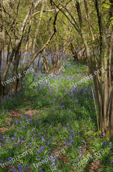 Bluebells Bluebell Woods Spring Forest Blue