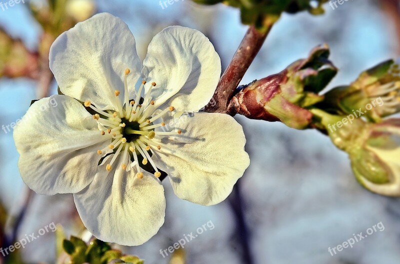 Meggyfa Flower Cherry Tree Sour Cherry Spring Nature