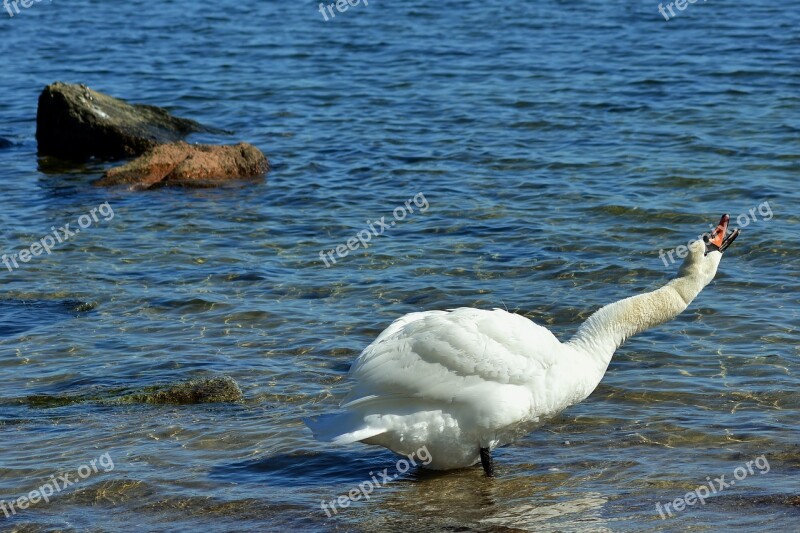 Swan Baltic Sea Graceful Beach Call