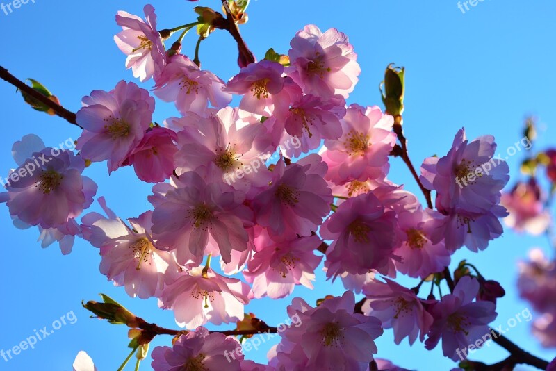 Ornamental Cherry Blossom Bloom Pink Nature