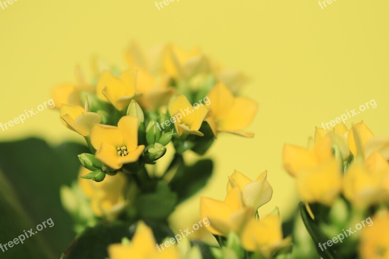 Plant Flowers Bloom Yellow Crassula And Therefore