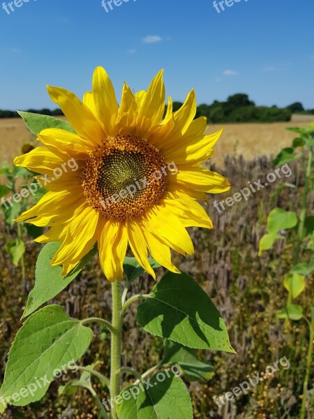 Sunflower Nature Yellow Free Photos