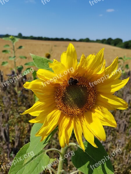 Sunflower Bumblebee Nature Yellow Free Photos