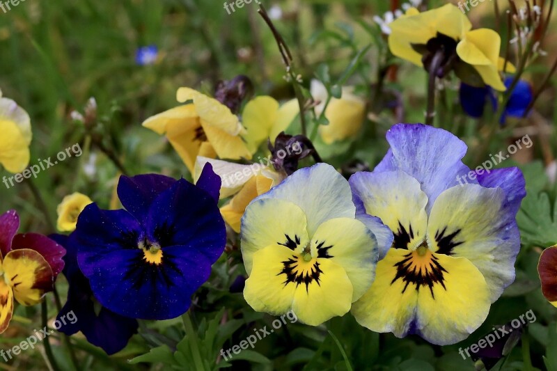 Flowers Pansy Nature Spring Garden