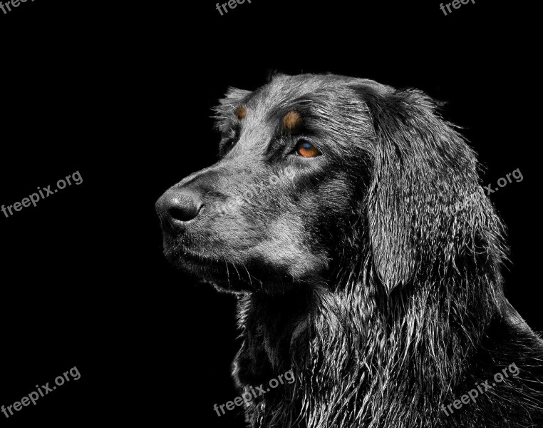 Hovawart Dog Black Head Free Photos