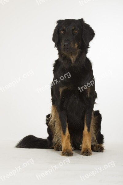 Hovawart Dog Black Animal Young