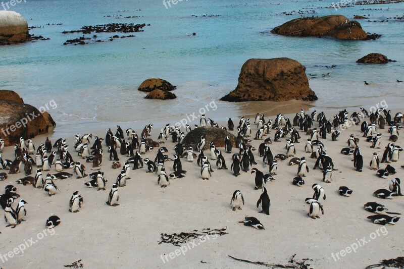 South Africa Cape Town Penguin Ocean Sea