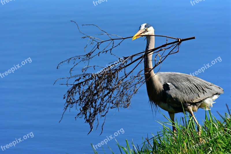 Heron Wading Bird Animal Twig Nest Building